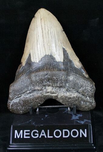 Megalodon Tooth - North Carolina #12193